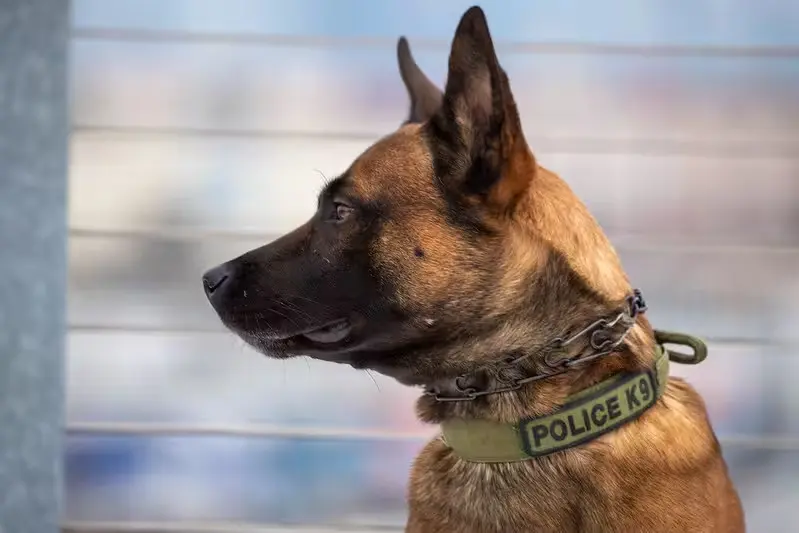 A Canine dog looking away