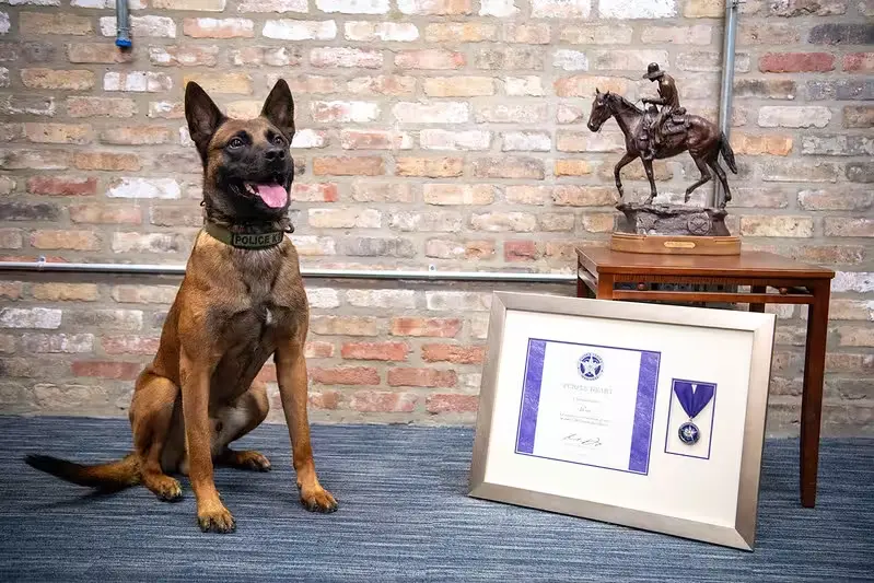 Purple Heart K9 Dog