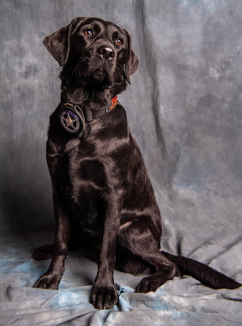 Black Labador - New recruit