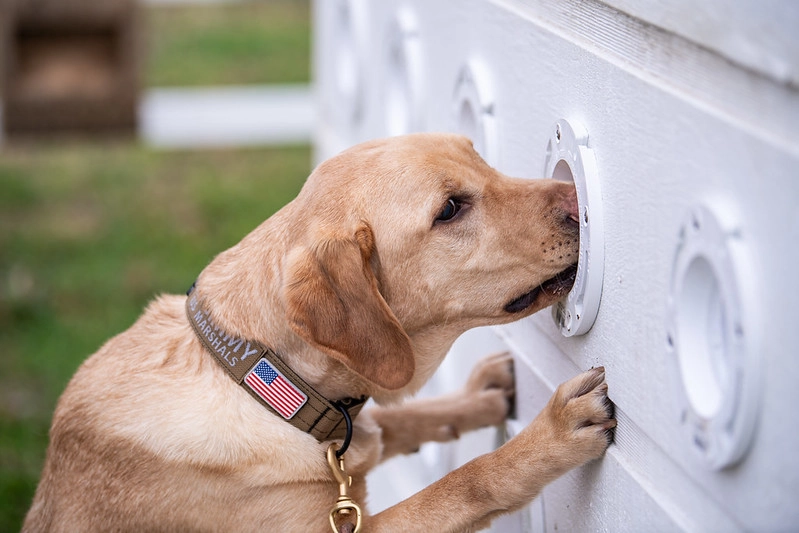 US Marshals Dog Sniffing Training