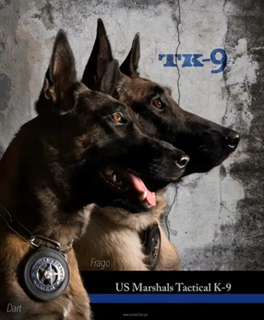 Tactical Canines (TK9) - Dart and Frago